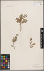 Foto von Salix desertorum Richardson